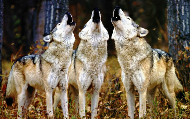 Three Wolves Howling — Gray, Natural, Autumn, Photograph, Forest, Trees, Grass