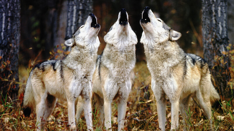 Three Wolves Howling — Gray, Natural, Autumn, Photograph