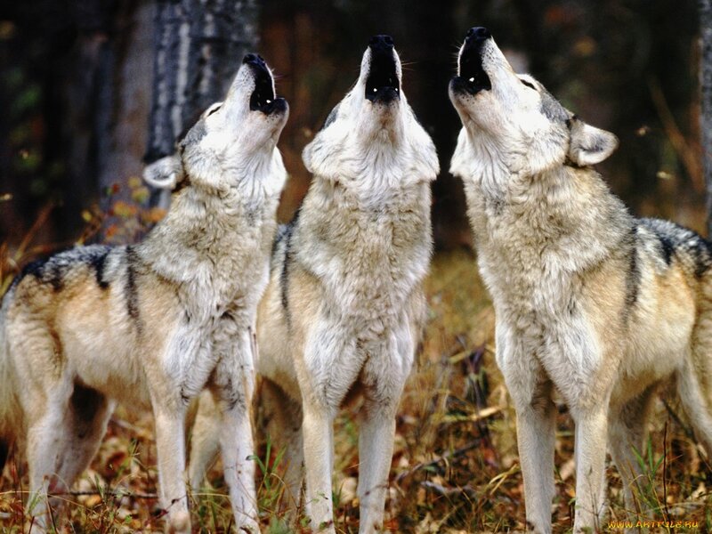 Three Wolves Howling — Gray, Natural, Autumn