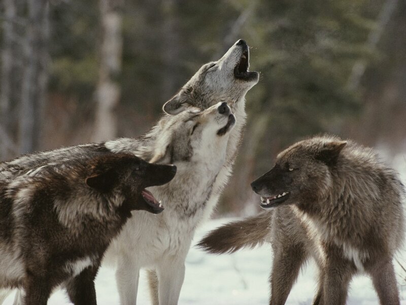 Three Wolves Howling — Gray, Natural