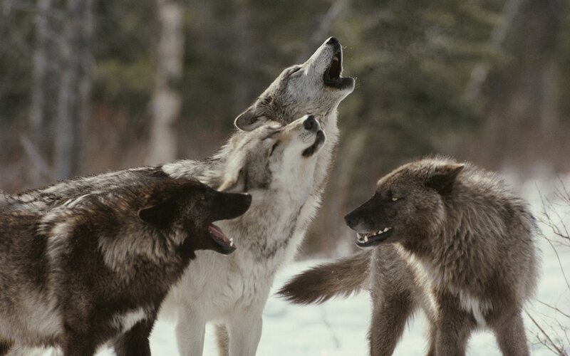 Three Wolves Howling — Gray, Natural, Winter
