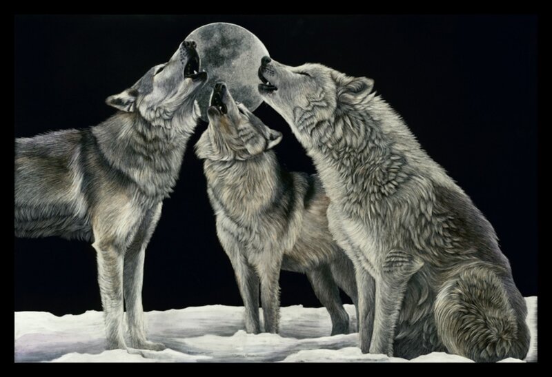 Three Wolves Howling — Gray