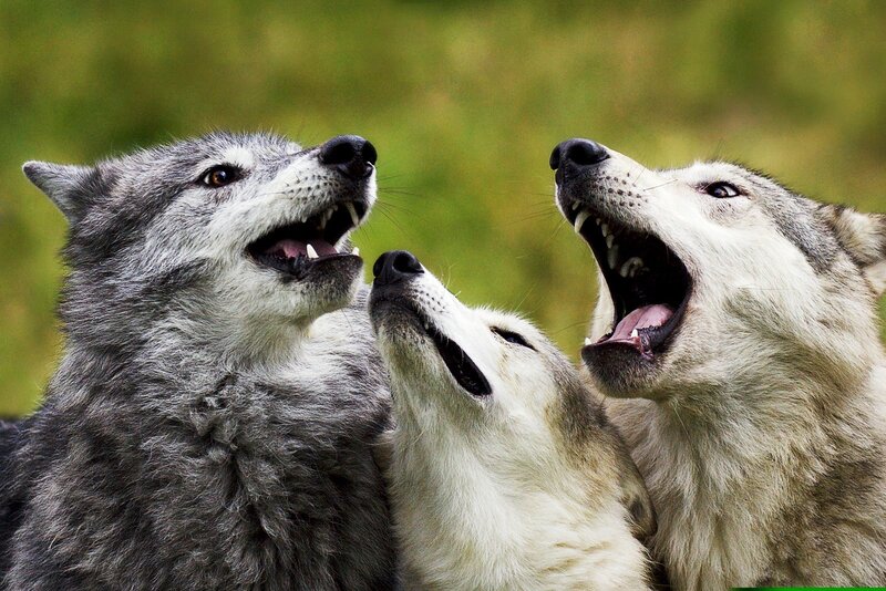 Three Wolves Howling — Gray, Vocal