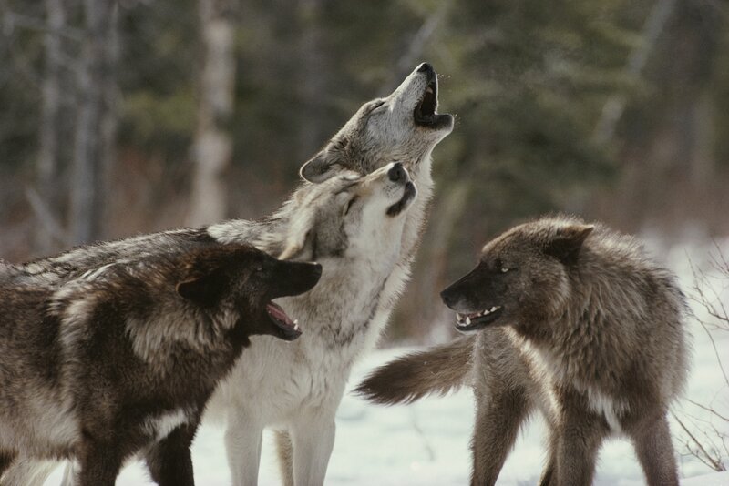 Three Wolves Howling — Gray, Wild