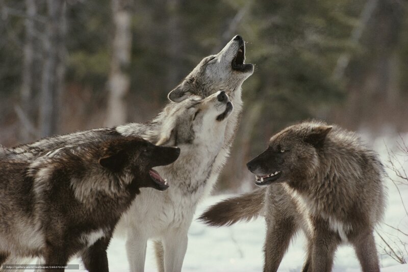 Three Wolves Howling — Gray, Wild, Winter, Photograph
