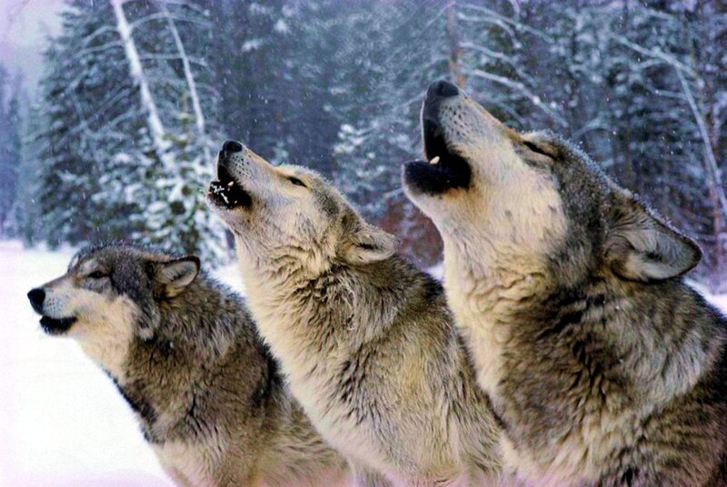 Three Wolves Howling — Gray, Wild, Winter