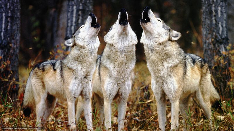 Three wolves howling in forest