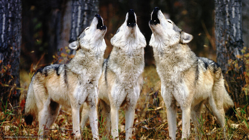 Three wolves howling in forest