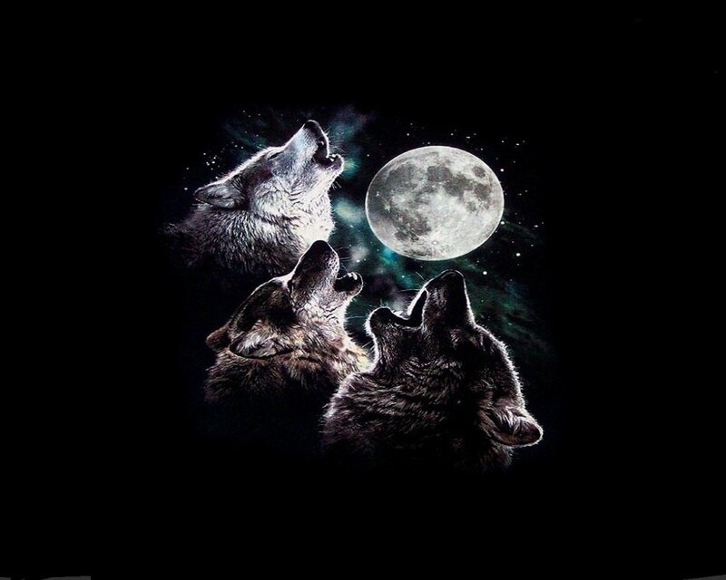 Three Wolves Howling