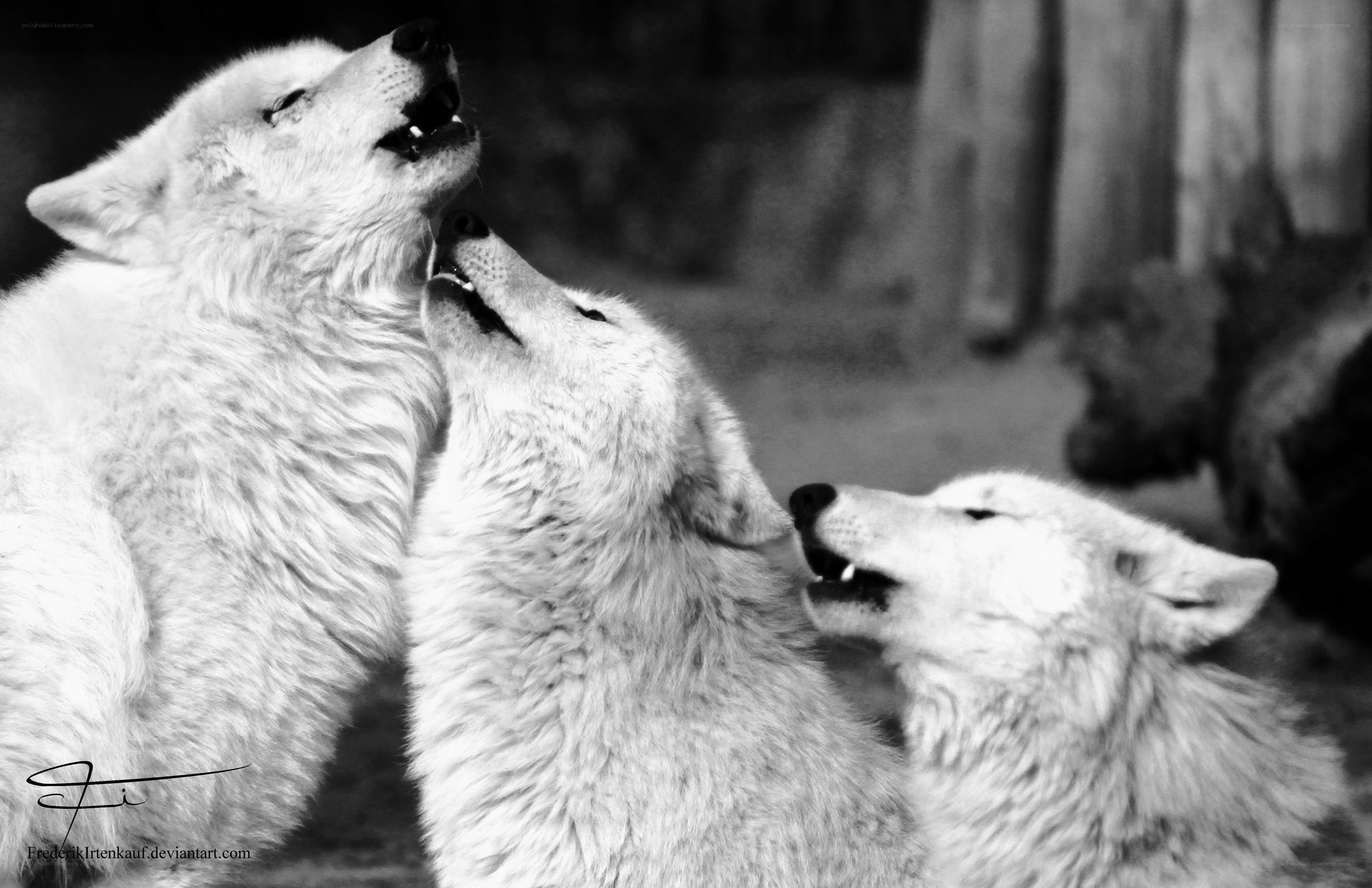 three wolves howling together