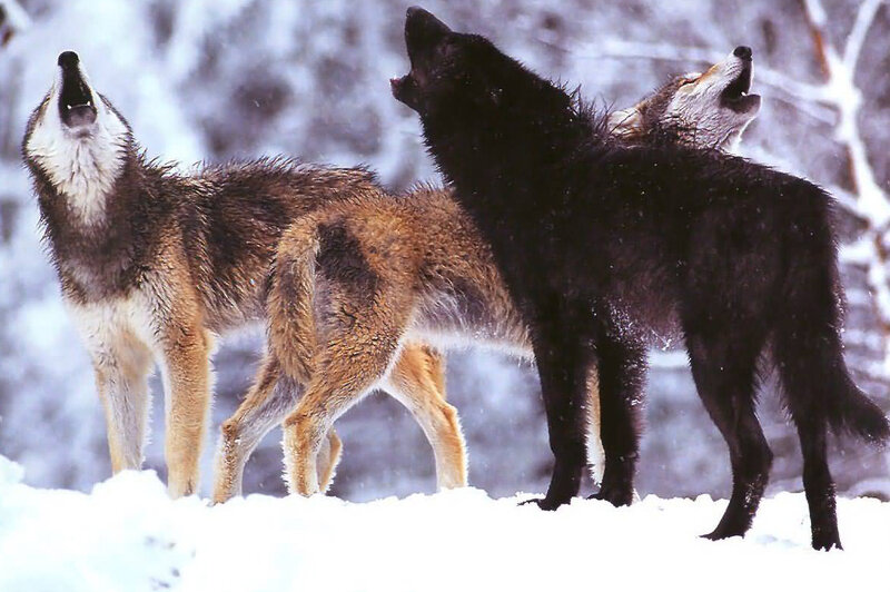 Three Wolves Howling — White, Dramatic