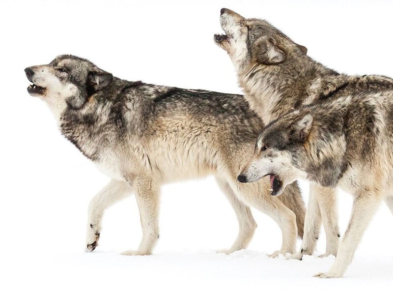 Three Wolves Howling — White, Dramatic, Winter, Photograph, Snow