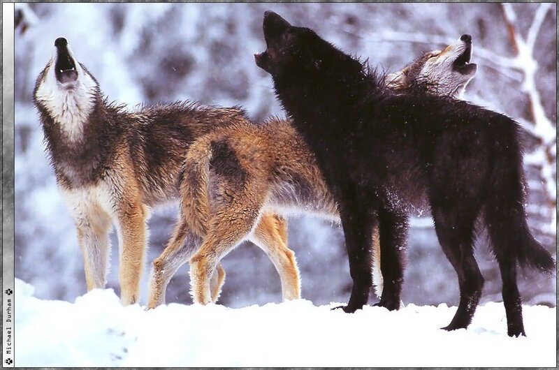 Three Wolves Howling — White, Dramatic, Winter, Photograph, Snow, Trees