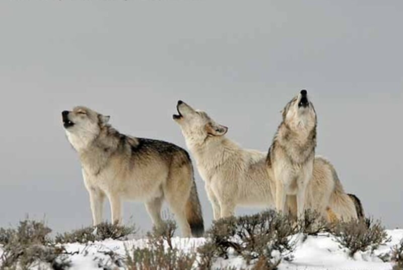 Three Wolves Howling — White, Dramatic, Winter, Photograph