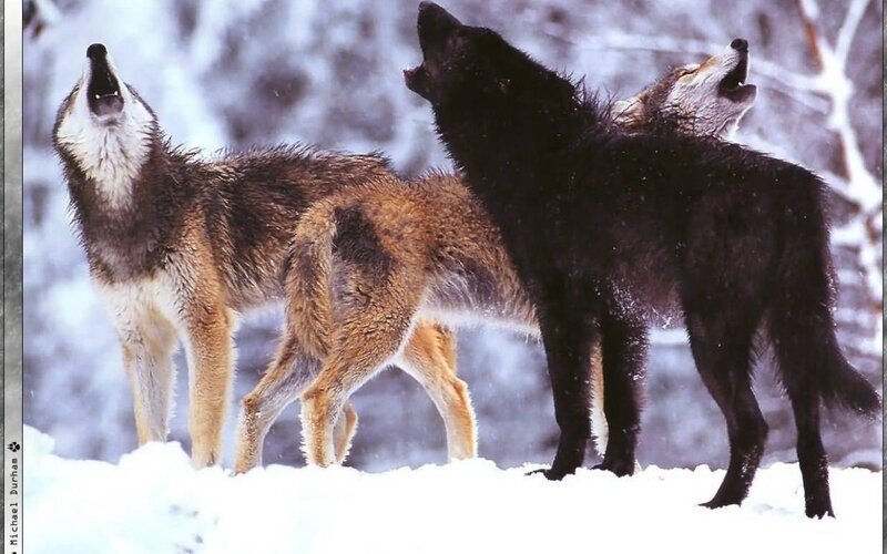 Three Wolves Howling — White, Dramatic, Winter