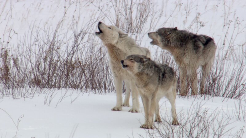Three Wolves Howling — White, Natural