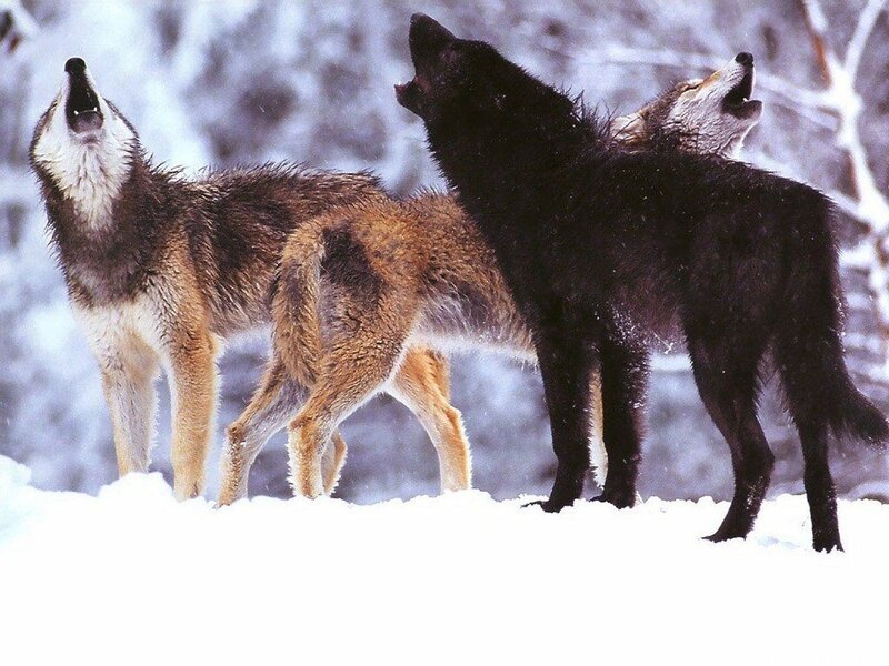 Three Wolves Howling — White