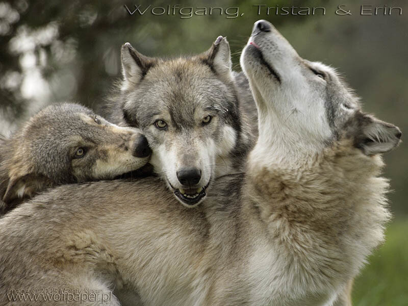 Three Wolves Huddled