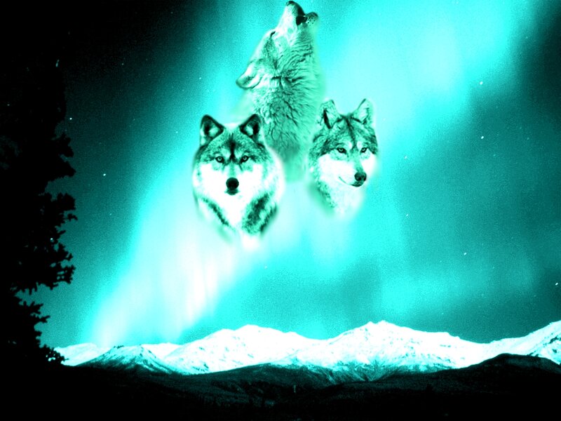 Three Wolves in Aurora