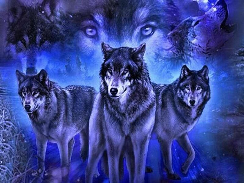 Three Wolves in Blue Light