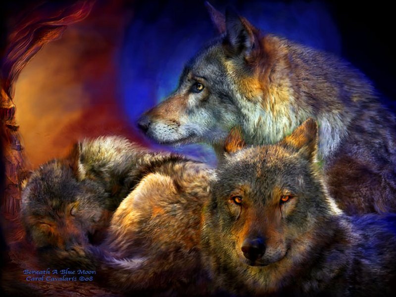 Three Wolves in Cave