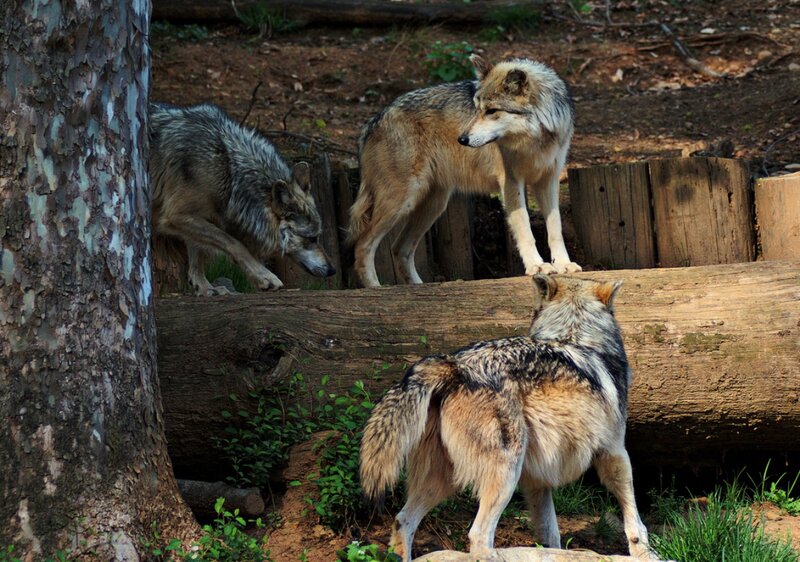 Three Wolves in Enclosure — Brown