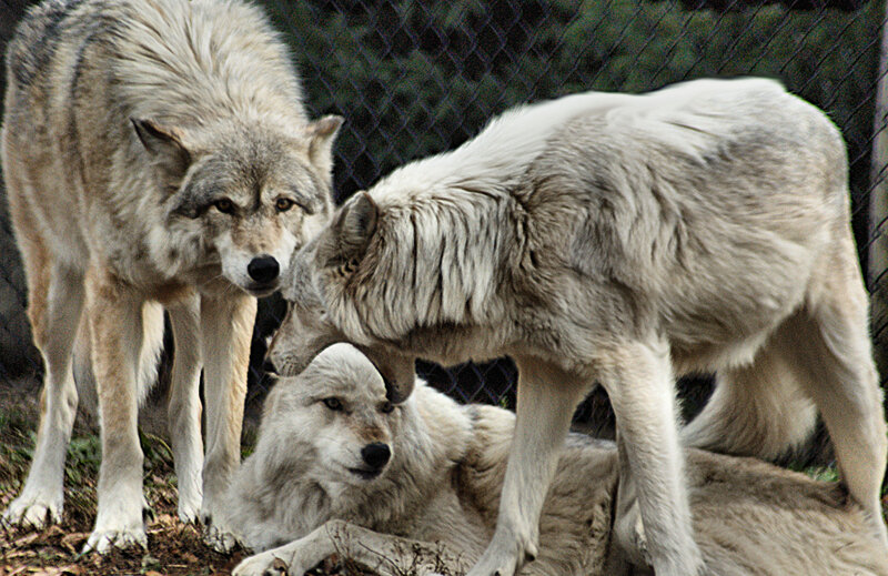 Three Wolves in Enclosure — Gray