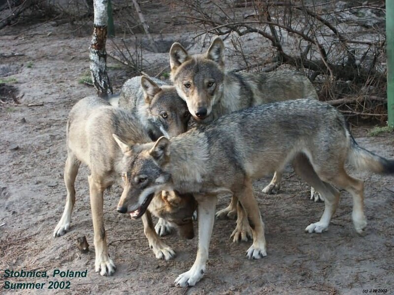 Three Wolves in Enclosure