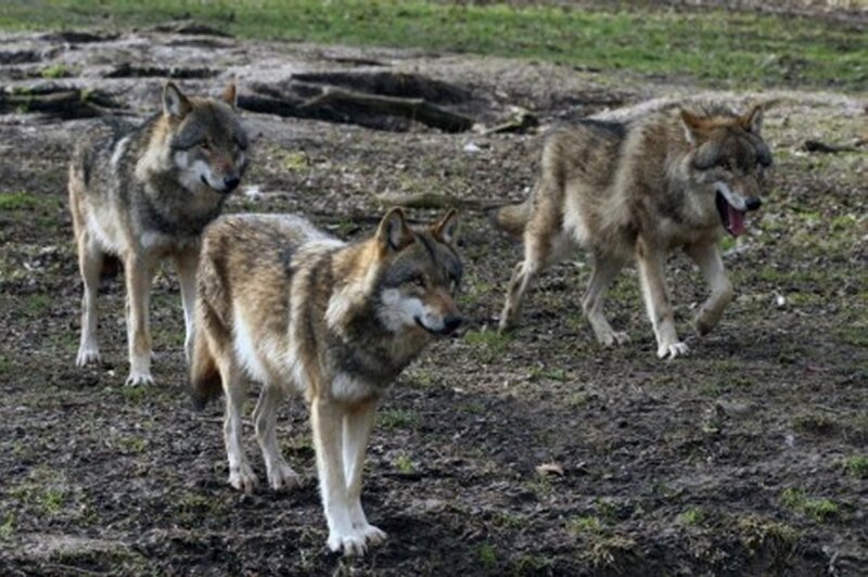 Three Wolves in Field — Brown
