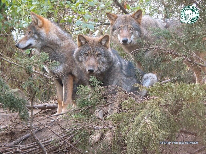 Three wolves in forest