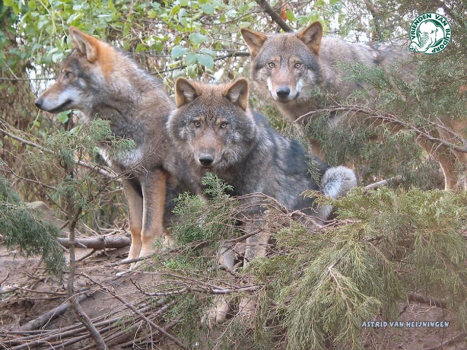 Three wolves in forest