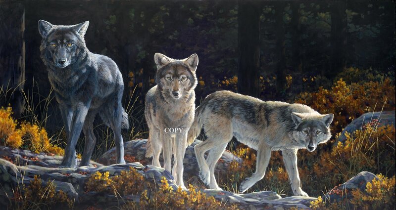 Three wolves in forest