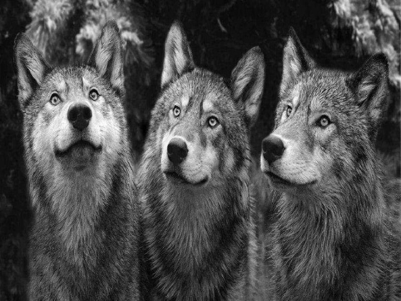 Three Wolves in Forest — Black