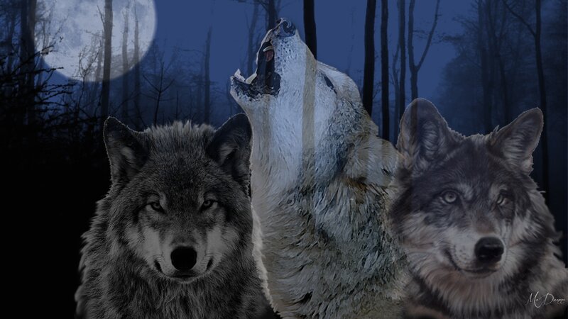Three Wolves in Forest — Blue, Dramatic