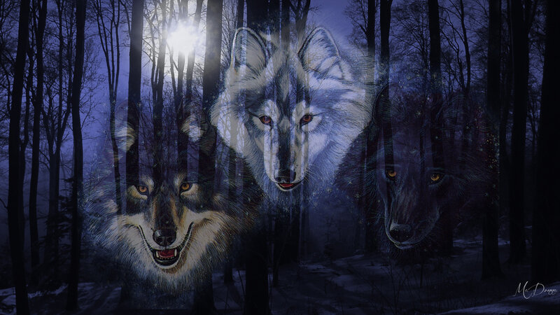 Three Wolves in Forest — Blue, Mystical
