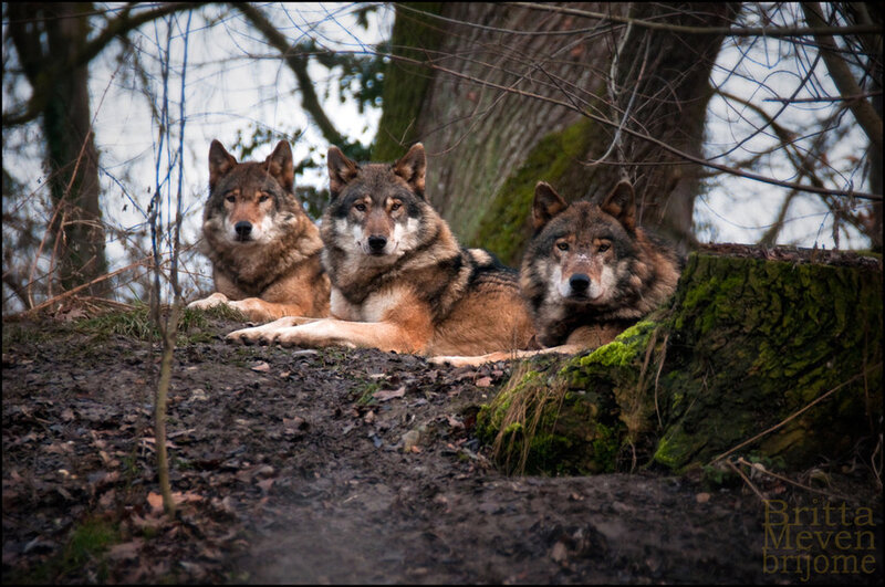 Three Wolves in Forest — Brown, Natural, Autumn