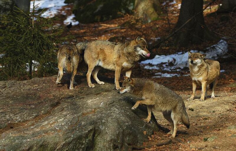 Three Wolves in Forest — Brown, Natural