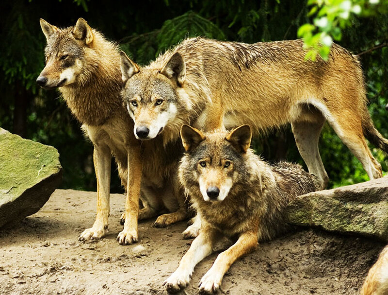 Three Wolves in Forest — Brown