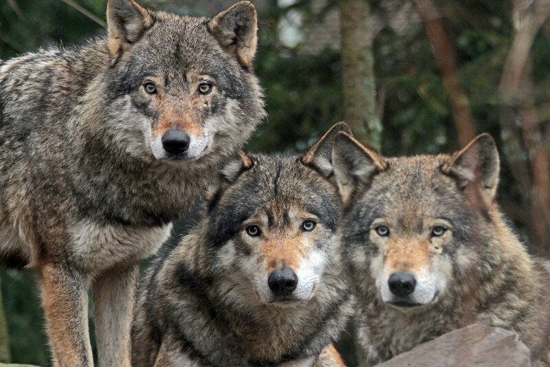 Three Wolves in Forest — Gray, Alert