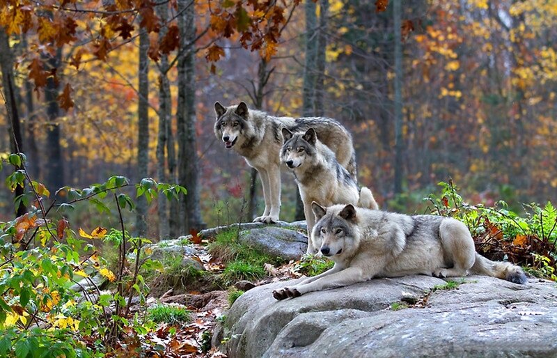 Three Wolves in Forest — Gray, Calm
