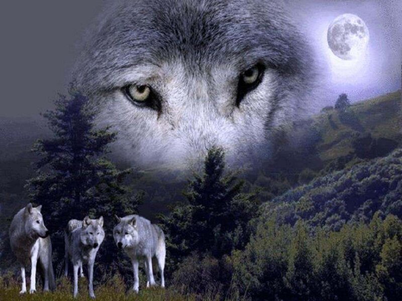 Three Wolves in Forest — Gray, Dramatic, Night, Digital Art