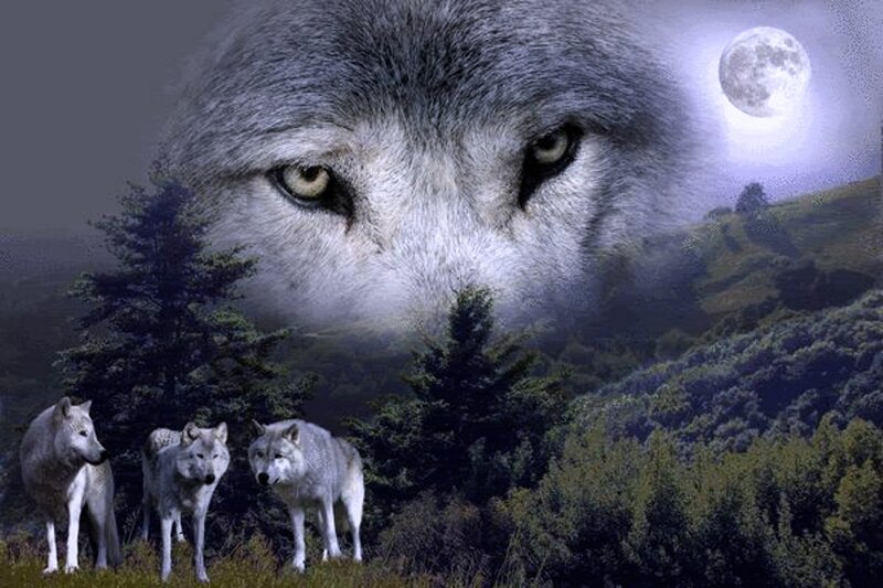 Three Wolves in Forest — Gray, Dramatic, Night