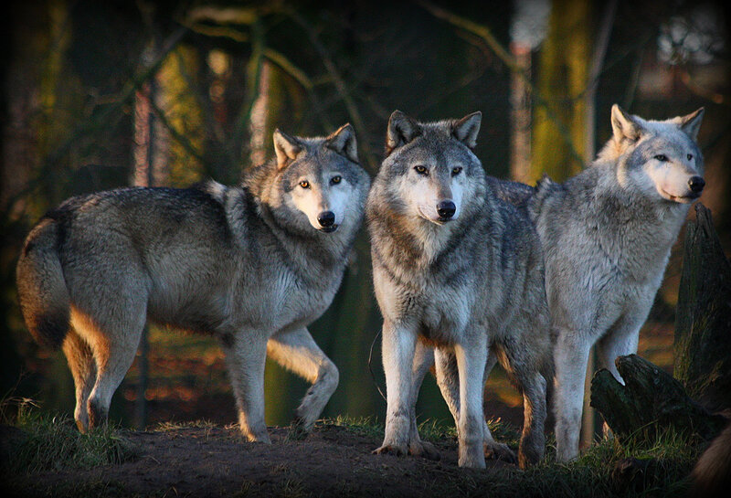 Three Wolves in Forest — Gray, Dramatic