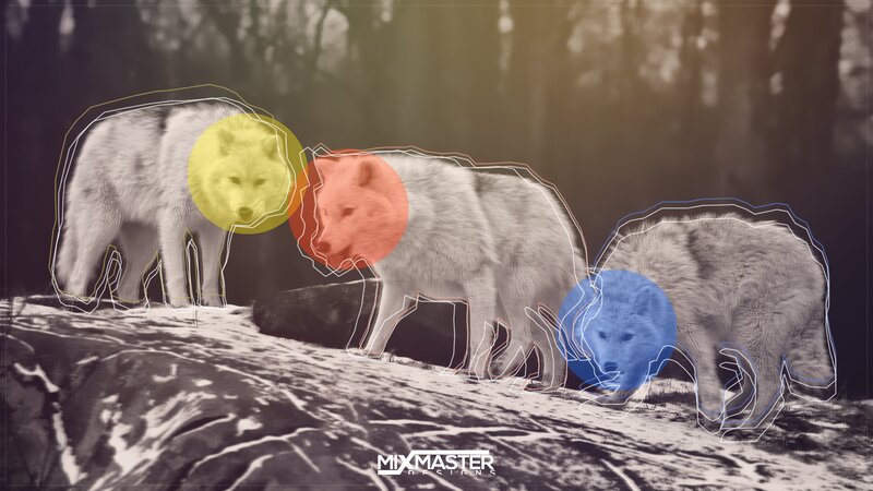 Three Wolves in Forest — Gray, Dramatic, Winter