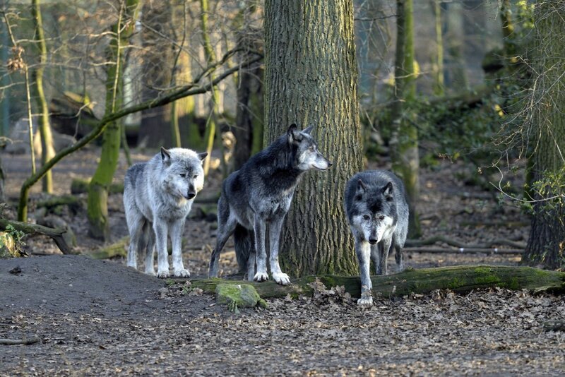 Three Wolves in Forest — Gray, Natural, Afternoon
