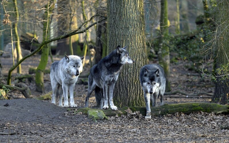 Three Wolves in Forest — Gray, Natural, Autumn, Photograph