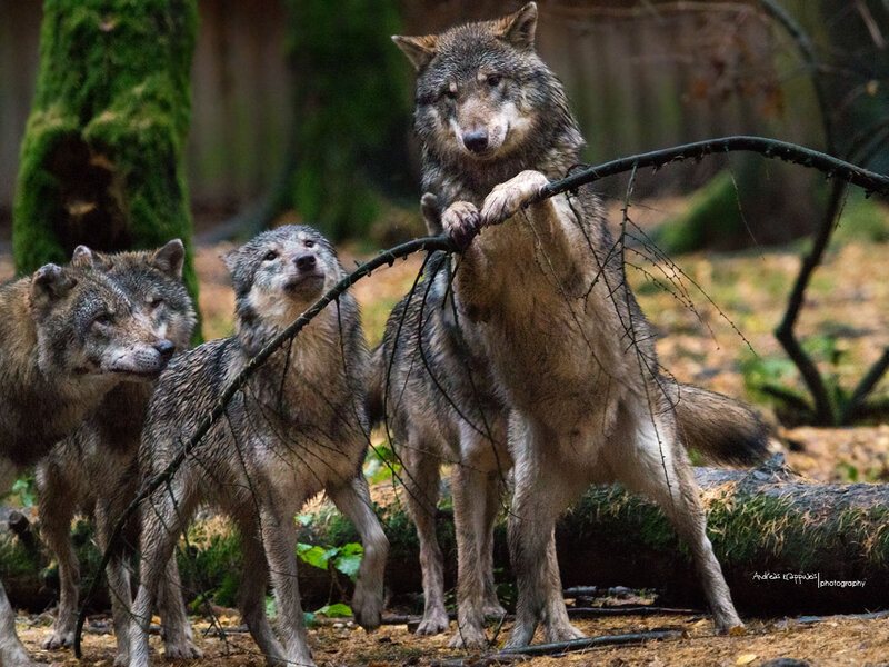 Three Wolves in Forest — Gray, Natural, Autumn