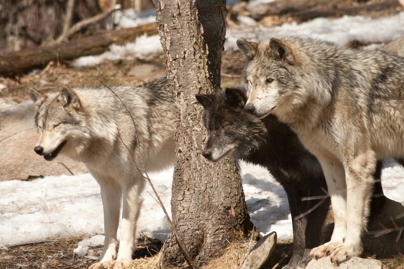 Three Wolves in Forest — Gray, Natural