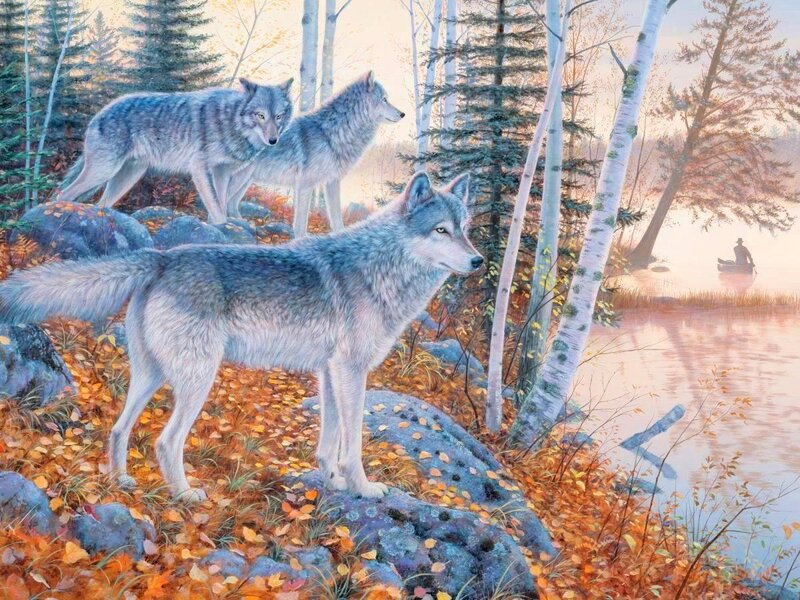 Three Wolves in Forest — Gray, Serene, Autumn