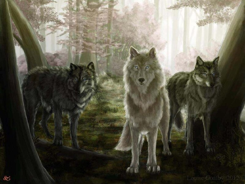 Three Wolves in Forest — Gray, Serene